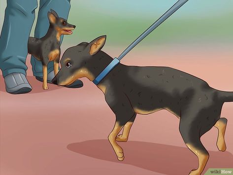 Miniature Doberman, Miniature Pinscher Puppy, Doberman Pinscher Puppy, Miniature Pinscher Dog, Mini Pinscher, Min Pins, Doberman Pinscher Dog, Dog Potty Training, Doberman Puppy