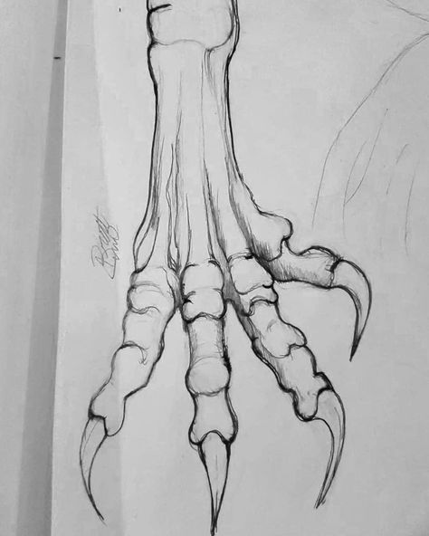 Dragon Feet Drawing, Dragon Claws Drawing Reference, How To Draw Claws, Dragon Feet Reference, Dragon Claws Drawing, Claw Reference, Dragon Skull Drawing, Dragon Tail Drawing, Claws Drawing Reference