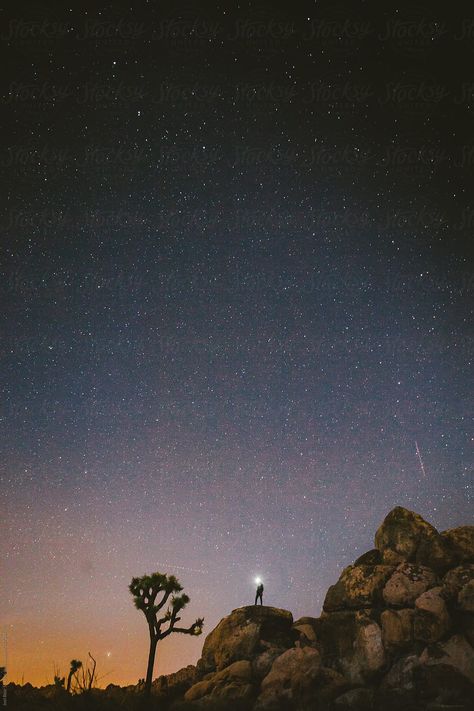 Willow Trees Garden, Christmas Tree Holder, Joshua Tree California, Willow Tree Figurines, Night Sky Photography, Yucca Valley, Camping Photography, Star Gazing, Sakura Tree