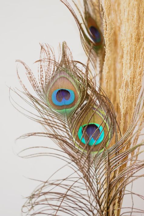 A close up of two peacock feathers on a plant photo – Free Feather Image on Unsplash Peacock Feathers Wallpaper, Mobile Aesthetic, Peacock Images, Peacock Wallpaper, Peacock Pictures, Feather Wallpaper, Krishna Flute, Wallpaper For Mobile, Digital Screen