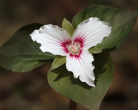 Trillium Flower, Habitat Garden, Woodland Flowers, Native Plant Gardening, City Garden, Lilac Flowers, Art Trends, Natural Forms, Growing Flowers