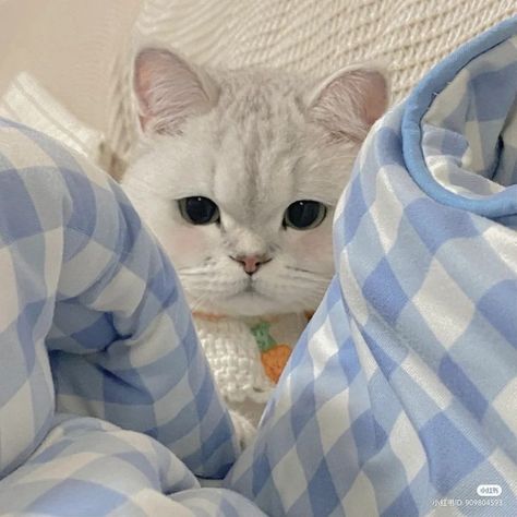 Cat Symbolism, Blue Feeds, Anak Haiwan, Everything Is Blue, Cute Blue Wallpaper, Baby Blue Aesthetic, Light Blue Aesthetic, Blue Aesthetic Pastel, Blue Highlights