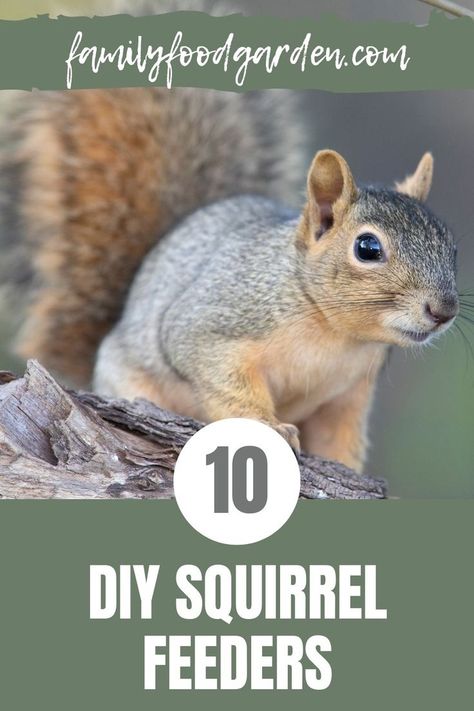 Squirrel Feeder Plans, Diy Squirrel Feeder, Squirrel Feeder Diy, Squirrel Food, Squirrel Feeders, Healthy Fruits And Vegetables, Squirrel Feeder, Garden Friends, Foraged Food