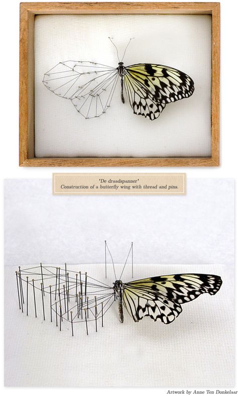 Pinned Butterfly Art, Pinned Butterflies, Real Butterfly Art, Broken Butterfly, Butterfly Wings Art, Me To Me, Butterfly Taxidermy, Nail String, Insect Taxidermy