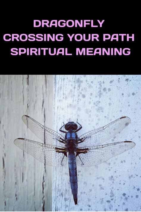 Ever had a dragonfly buzz by you? Let’s find out what it means! Dragonflies are more than just cool bugs. Some people believe they bring Seeing A Dragonfly Meaning, What Do Dragonflies Symbolize, Lotus And Dragonfly, Real Dragonfly Photos, Dragon Fly Spiritual Meaning, Dragonfly Symbolism Meaning, Seeing Dragonflies Meaning, Dragonflies Meaning, Blue Dragonfly Meaning