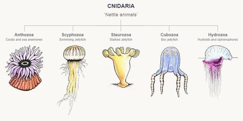 Sea Anemones, Cnidaria, Study Flashcards, Sea Anemone, Biology Teacher, Marine Biologist, Jelly Fish, Arthropods, Marine Biology