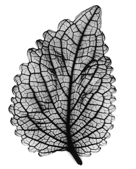 Xray coleus leaf Xray Art, X-ray Images, Leaf Skeleton, Skeleton Watches, Natural Structures, Leaf Texture, Creative Eye, Stock Photography Free, Leaf Art