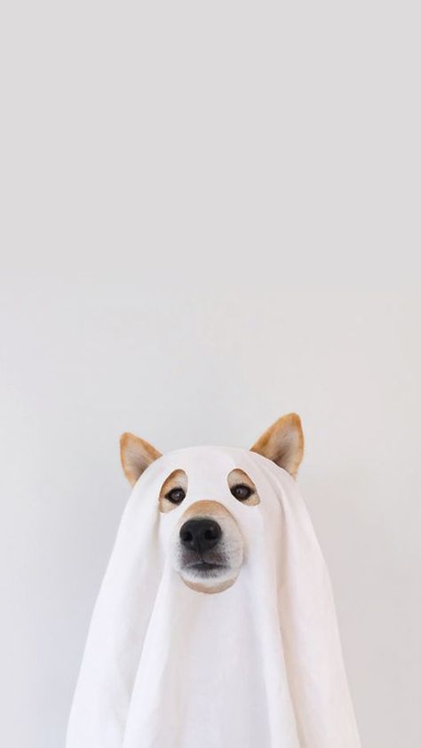 Cute Dog Wallpaper Iphone Aesthetic, Puppy Wallpaper Aesthetic, Aesthetic Wallpaper Of Dogs, Dogs Wallpaper Aesthetic, Wallpaper Aesthetic Dog, Corgi Aesthetic Wallpaper, Aesthetic Dog Wallpaper Iphone, Aesthetic Dog Wallpaper, Dog Wallpaper Aesthetic