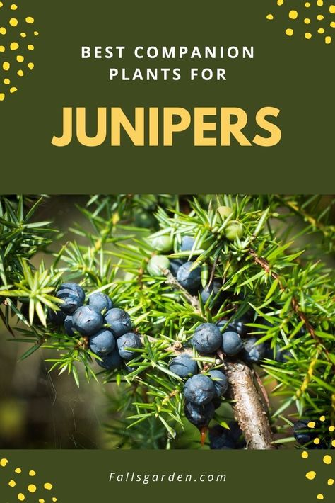 What To Plant With Junipers: Best Companion Plants Junipers In Landscaping, Blue Star Juniper Companion Plants, Juniper Tree Landscaping, Blue Arrow Juniper, Blue Point Juniper, Juniper Shrub, Juniper Plant, Blue Star Juniper, Juniper Bush