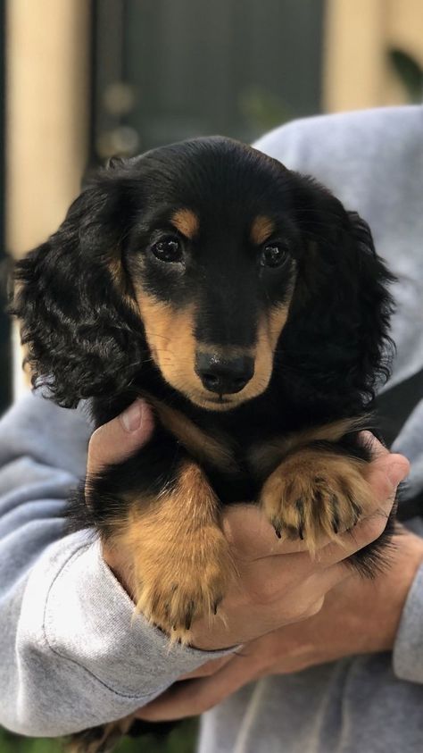 Black Dachshund Puppy, Black And Tan Mini Dachshund, Black Dachshund Long Hair, Long Hair Dauchand Puppy, Black And Tan Long Haired Dachshund, Black Long Haired Dachshund, Daschund Long Haired, Long Hair Daschund, Mini Dachshund Long Haired