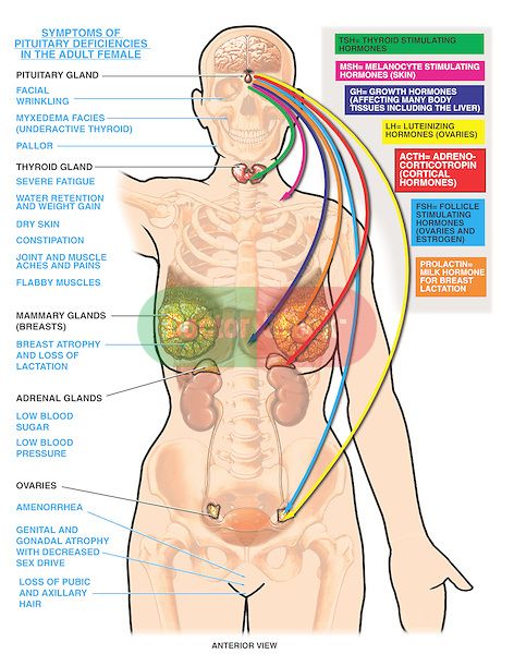 Pituitary Gland Symptoms in Women | of the pituitary gland and resulting symptoms due to pituitary ... Pituitary Gland Tumor, Anatomy Illustration, Cushings Syndrome, Addisons Disease, Endocrine Disorders, Mammary Gland, Pituitary Gland, Adrenal Glands, Thyroid Gland