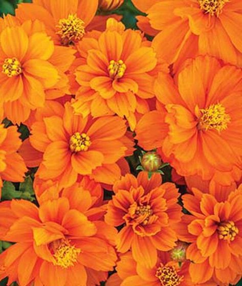 "Cosmos Mandarin Orange Seed/ Vibrant Orange/Electrifying Borders and Containers With Color/ 20 Seed Vibrant orange flowers electrify borders and containers with color. Full Description Vibrant, juicy orange double blooms electrify the front of the bordering summer into fall, yielding basketfuls of cut flowers. Massed in the border, a swathe of 1½-2\" flowers becomes a visual symphony in the key of orange. Irresistible to butterflies and hummingbirds. Easy to grow 12-14\" mounded plants are very Fleur Orange, Elegant Garden, Color Vibe, Black Holes, Orange Walls, Rainbow Aesthetic, Orange Aesthetic, Orange Wallpaper, Images Esthétiques