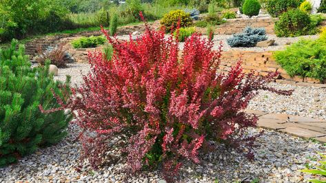 How To Grow And Care For Barberry Shrubs Barberry Shrub, Barberry Bush, Red Shrubs, Best Bathroom Plants, Japanese Barberry, Low Maintenance Shrubs, Bathroom Plants, Blooming Plants, Low Maintenance Plants