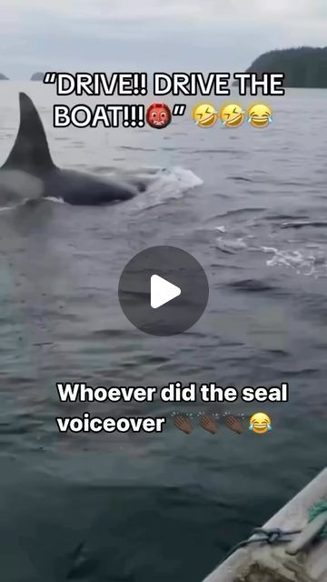 Funny Seals, Laughter Medicine, Giant People, Scary Animals, Husband Humor, African People, Animal Videos, Crazy Funny Videos, Best Funny Videos