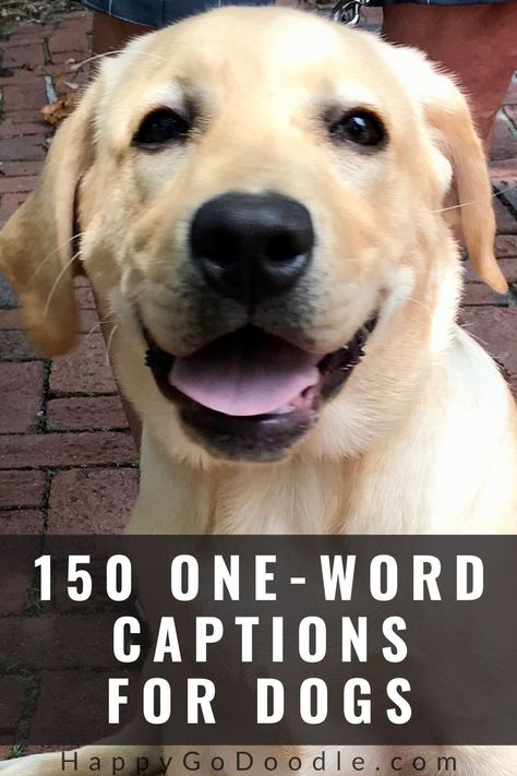 Searching for that perfect word for your dog's Instagram caption?  No need to chase your own tail! We've rounded up an A to Z list of over 200 words for dogs.  You'll find the perfect descriptions that are uplifting, positive, and clever...just like our pooches! Great inspiration for your instagram captions or pics of your dog! #dogs #wordsdescribedogs #happygodoodle Dogs Captions Instagram Cute, Captions For Dog Pictures, Dog Captions For Insta, Short Dog Quotes, Dog Instagram Captions, Dog Phrases, Cute Compliments, One Word Caption, Relaxed Dog