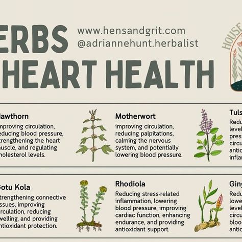 Adrianne Hunt @ Hens and Grit on Instagram: "What herbs would you add to this list? - If you’re interested in using the herbs on this list, then click the link in my bio to browse around my online herb shop and check out my 40+ bulk dried herbs and over 60 plant extracts. - What is new in the apothecary? Tea blends! I now have a line of six thoughtfully crafted tea blends to address everyday health goals, while focusing on flavor and enjoyment. I hope you love them as much as I do. - Thanks for reading this post and checking out my page. I hope it helps you on your own path to health and wellness. Sending care and affection to you, from the House of Hens and Grit. - #heart #hearthealth #hearthealing #hearthealthy #hearthealthyrecipes #hearthealthydiet #hearthealthawareness #haveaheart #her Herbs For Heart Health, Heart Health Awareness, Herb Shop, Heart Healthy Diet, Everyday Health, Dried Herbs, Health Recipes, Spices And Herbs, Heart Healthy Recipes