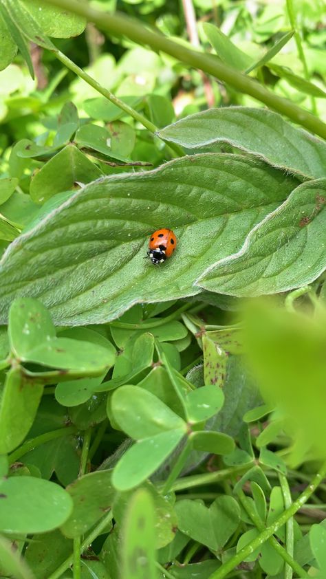 Found on Lone Mountain SF Ladybug On Leaf, Leaf Aesthetic, Plant Bugs, Aesthetic Plants, Lady Beetle, Lady Bugs, Stay Alive, Plant Aesthetic, Lady Bird