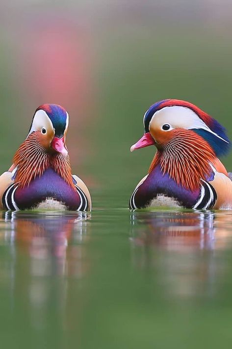 Mandarin Ducks Mandarin Ducks, Duck Pictures, Photo Frame Wallpaper, Mandarin Duck, Weird And Wonderful, Animals Of The World, Painting Photos, Bird Species, Bird Feathers