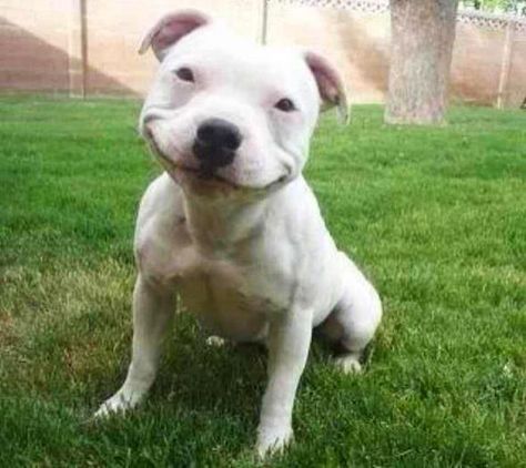 Happy Face Pictures, Face Dog, Make Your Day Better, Happy Pictures, Happy Puppy, Happy Heart, Cute Animal Pictures, Happy Animals, Happy Face