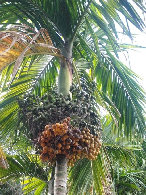 How to Grow a Betel Nut Tree | Growing Areca Nuts & Care | Garden With Fruit Trees, Aesthetic Fruits, Areca Catechu, Fruits Aesthetic, Areca Palm Plant, Areca Nut, Tree Seat, Fruit Aesthetic, Betel Nut