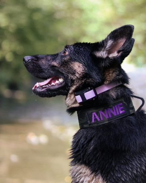 When I catch her at the right angle, she looks like an emoji sometimes.🥹 purple is SO her colour isn't it? 💜 link and code for tactipup in bio to save $$ #tactipup #purple #art #blue #love #flowers #photography #nature #black #beautiful #aesthetic #cute #beauty #violet #photooftheday #follow #like #germanshepherd #model #stunning #perfect #happydog #emoji #happy Rottweiler Pictures, Emoji Happy, Dog Tools, Puppy Checklist, Pet Things, Gear Art, Dog Photoshoot, Working Dog, Purple Collar