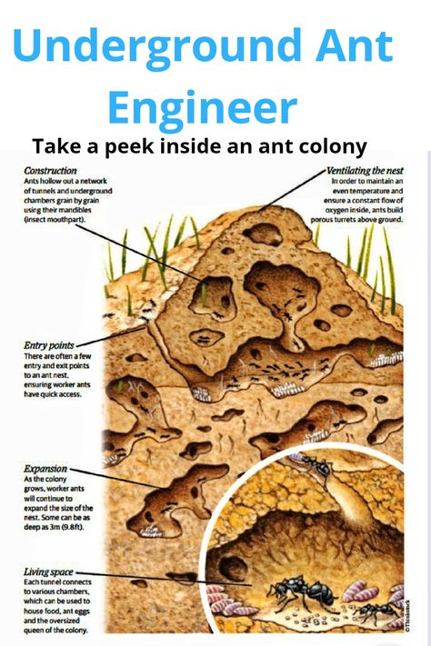 single ant is capable of carrying up to 50 times its own weight, so working together as a colony means they're able to accomplish impressive feats. In fact, within a week, a large army of garden ants can construct an underground city large enough house a colony of thousands of insects. Originating deep underground, ant nests are made up of multiple chambers connected by tunnels. Each chamber has a different purpose; some are for food storage, others are nurseries for the young and resting spaces Underground City, Ant Colony, Ant Nest Architecture, Ant Hill Art, Ant Unit Study, Ant Habitat, Queen Ant, Ants In House, Ant Hill