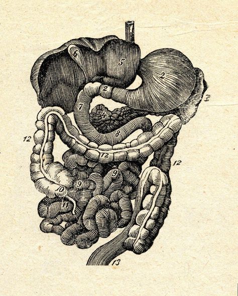 http://www.mindful.org/meet-your-second-brain-the-gut/ your brain and gut are directly connected. One affects the other. Learn how to care for each to your advantage! Skeleton Project, Medical Drawings, Second Brain, Petit Tattoo, Human Body Systems, Human Anatomy Art, Animal Study, Medical Anatomy, Vintage Medical