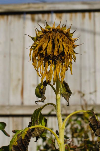 Withering Sunflower, Fragmented Photography, Flower Reference Photo, Dead Nature, Dried Sunflowers, Dead Flowers, Field Of Sunflowers, Nature People, Sunflowers And Daisies