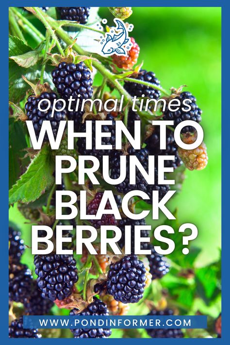 Discover the best times to prune blackberries for a bountiful harvest. Our expert guide will help you optimize growth and fruit production. Learn the secrets to successful pruning and enjoy a season filled with sweet, juicy blackberries.  #BlackberriesPruning #GardeningTips #Pruning #GardenMaintenance #Gardening #BerryCareGuide #PlantCareGuide #OptimalPruning #Blackberry #Blackberries #PruningCare #TreeCare #Prune #PruningBlackberries #PondInformer When To Prune Blackberry Bushes, How To Prune Blackberries, Blackberry Pruning Tips, How To Propagate Blackberries, Preserving Blackberries, Propagate Blackberries, Blackberry Pruning, Blackberry Care, Pruning Blackberries