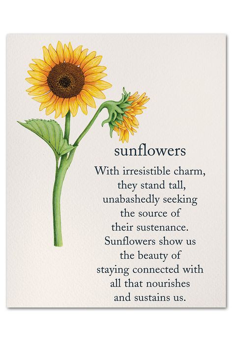 Sunflowers | Birthday Card | cardthartic.com Facts About Flowers, Sunflower Meaning, Flowers Meanings, Sunflowers Birthday, Meaning Of Sunflower, Symbole Tattoo, Flower Dictionary, Sunflower Quotes, Flower Language