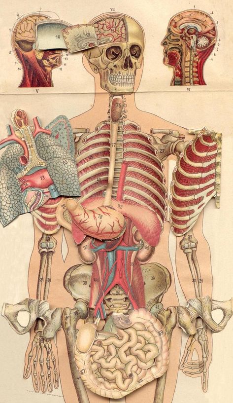 Integumentary System, Medical Wallpaper, Biology Art, Medical Photos, Human Body Anatomy, Human Anatomy Art, Medical Anatomy, Medical Art, Body Anatomy