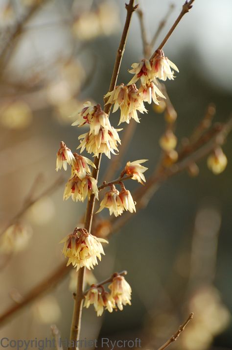 Chimonanthus praecox at Oxford Botanic Garden Athyrium Niponicum Pictum, Chimonanthus Praecox, Apricot Foxglove, Cistus X Pulverulentus 'sunset', Oxford Botanic Garden, Christchurch Botanic Gardens, Finger Family, Botanic Garden, Plant Combinations