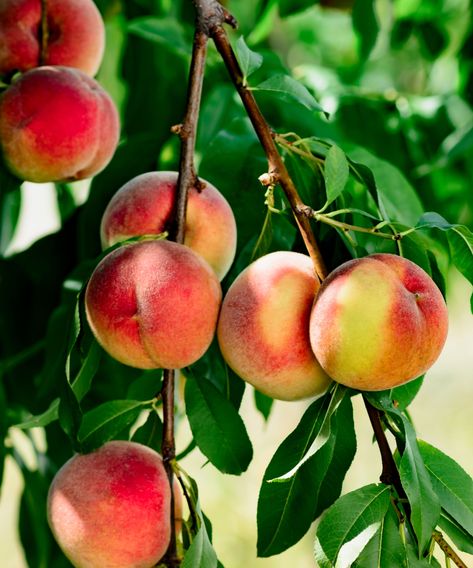 Best fruit trees: 10 to grow in your backyard | Country Fast Growing Fruit Trees, Best Indoor Trees, Apricot Tree, Growing Fruit Trees, Peach Tree, Indoor Trees, Japanese Maple Tree, Fast Growing Trees, Banana Tree