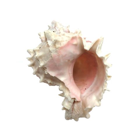 PRICES MAY VARY. Quantity: 3 PC Shell size: 3-3/4 Inch ~ 4-1/2 Inch Shell Open Size: 1-1/4 Inch ~ 1-3/4 Inch 100% Genuine Natural Seashell Excellent Décor Item Great for shell craft projects and hermit crabs shells. PEPPERLONELY 3PC Pink Murex Shells Sea Shells, 3-3/4 Inch ~ 4-1/2 Inch Shells Aesthetics, Textiles Collage, Pink Shuffle, Seashell Aesthetic, Aesthetic Shells, Jrwi Riptide, Shell Aesthetic, Summer Fotos, Large Sea Shells