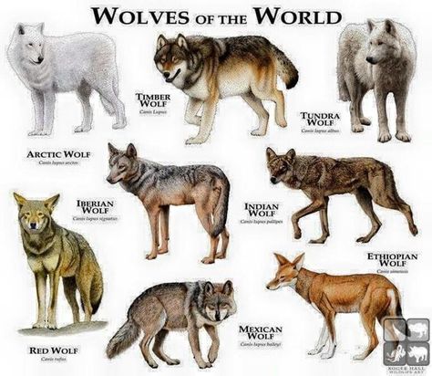 Wolves of the world . One thing, though. Ethiopian wolves are canids, but not actual members of the wolf species. All true wolves (including domestic dogs) are listed under CANIS LUPUS, while the Ethiopian wolf is listed under CANIS SIMENSIS. Types Of Wolves, Ethiopian Wolf, Mexican Wolf, Ras Anjing, Indian Wolf, Maluchy Montessori, Creaturi Mitice, Red Wolves, Haiwan Comel