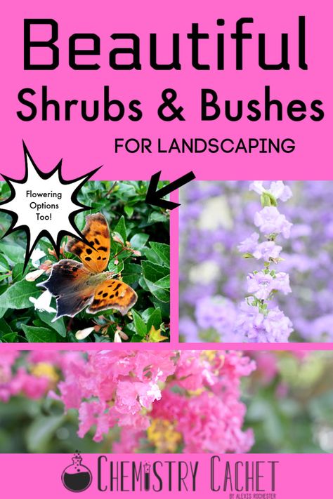 Check out our list of low maintenance hedges or bushes for front of house. Perfect shrubs for curb appeal and privacy. They are heat tolerant, hardy, and easy to grow! Most are green all year. Perfect for full sun or shade. Get these ideas on Chemistry Cachet! #bushes #garden #landscape Bushes For Front Of House, Bushes For Landscaping, Landscaping Shrubs, Front Flower Beds, Knockout Roses, Sage Plant, Front Landscaping, Most Beautiful Flowers, House Landscape