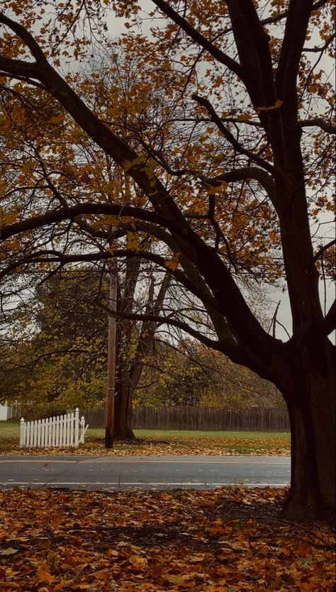 Atumm Fall Leaves, Fall Tree Background, Yellow Fall Trees, Fall Tree Wallpaper, Late Fall Aesthetic, We Fall In Love In October, Fall Aesthetic Trees, Fall Aethstetic, Autumn Trees Aesthetic