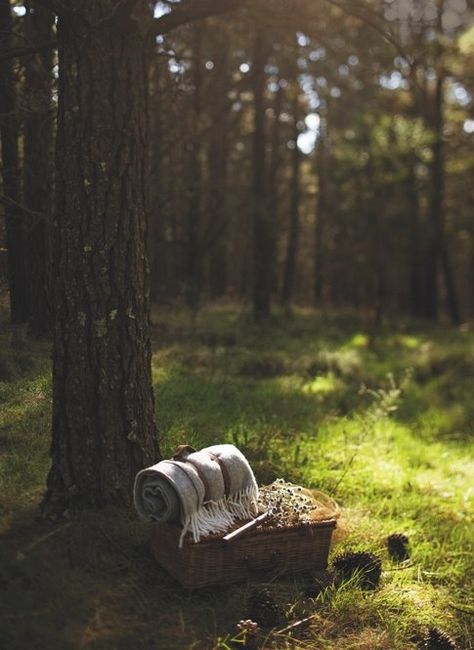 forest picnic | Forest picnic... Craig Wall photo | Abroad | Pinterest Forest Picnic, Photoshooting Ideas, Romantic Picnic, Aesthetic Picnic, Picnic Outdoor, Fall Picnic, Picnic Inspiration, Outdoor Aesthetic, Romantic Picnics