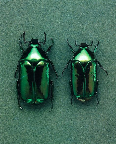 Rita Skeeter, Green Beetle, Trend Council, Verde Smeraldo, Dark Green Aesthetic, Slytherin Aesthetic, Beautiful Bugs, Bugs And Insects, Beetles