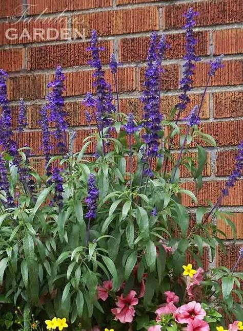 Pots For Sunny Locations, Salvia In Containers, Salvia In Pots, Filler Plants, Salvia Plants, Purple Salvia, Flower Trellis, Fall Containers, Flower Pots Outdoor