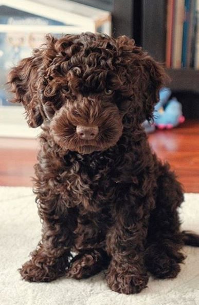 #cute #labradoodle #chocolate Cavapoo Chocolate, Chocolate Golden Doodle, Cute Labradoodles, Chocolate Cavoodle, Goldendoodle Chocolate, Chocolate Cavapoo, Labradoodle Chocolate, Chocolate Doodle, Chocolate Labradoodle Puppy