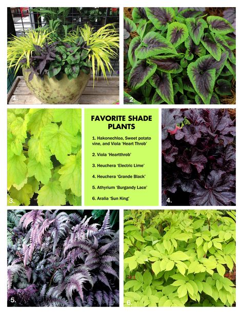 Purple Shade Garden, Purple And Green Garden, Growing Plants From Seeds, Courtyard Plants, Plant Palette, Flower Fence, Shade Garden Plants, Shade Gardens, Chartreuse Color