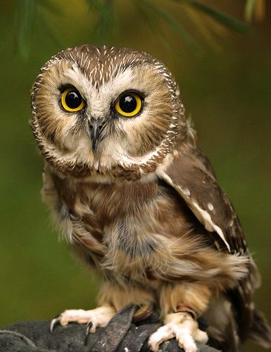 Elf Owl, Saw Whet Owl, Awesome Owls, Owl Photography, Owl Photos, Owl Eyes, Owls Drawing, Owl Pictures, Beautiful Owl