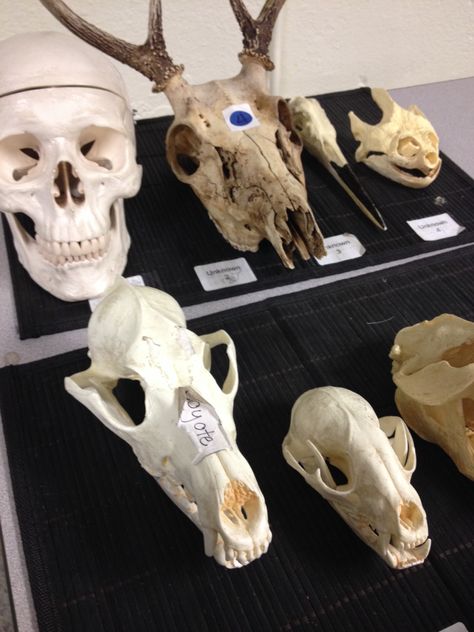 Skull comparison station at the Nina Mason Pulliam Ecolab at Marian University Indianapolis. #biology #science #teaching #skulls #bones #education #university Biology Science, Education University, Biology, Bones, Lion Sculpture, University, Science, Statue, Sculpture