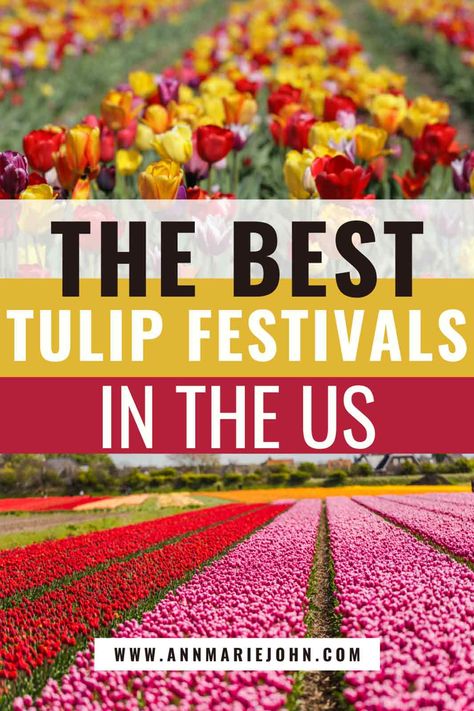 The Best Tulip Festivals in the US Holland Tulip Festival, Tulip Festival Holland Michigan, Tulip Festival Outfit, Holland Michigan Tulip Festival, Tulip Festival Washington, Skagit Valley Tulip Festival, Growing Tulips, Spring Board, Tulip Garden