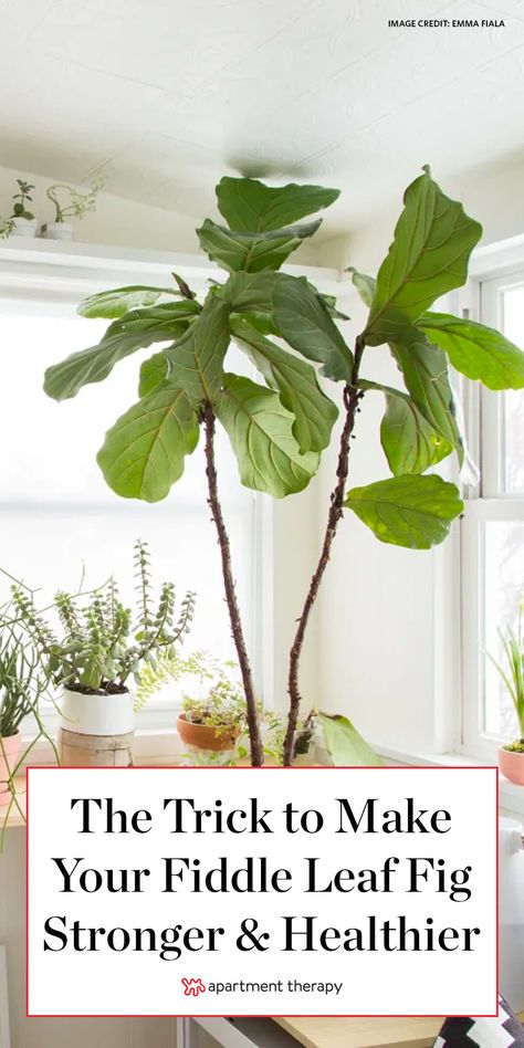 Big Fiddle Leaf Fig Tree, Fiddle Leaf Fig Indoor Styling, Fig Plant Indoor Care, How To Care For Fig Leaf Plant, Fiddle Leaf Plant Living Rooms, Indoor Fig Plant, Fiddle Leaf Fig Soil Mixture, How To Trim Fiddle Leaf Fig Tree, Notching Fiddle Leaf Fig