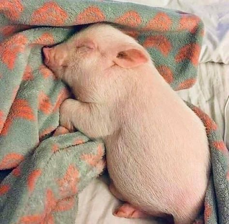 Cele Mai Drăguțe Animale, Baby Pig, Cute Piglets, Baby Farm Animals, Cute Small Animals, Cute Piggies, Pet Pigs, Baby Pigs