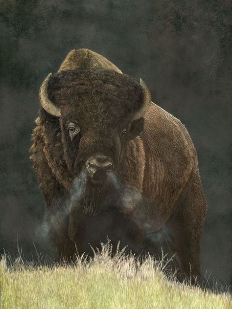 Bison Aesthetic, Tattoo Bull Skull, Nature Wallpapers Aesthetic, Bison Pictures, Tattoo Bull, Bison Meatballs, Buffalo Pictures, Bison Tattoo, Bison Photography