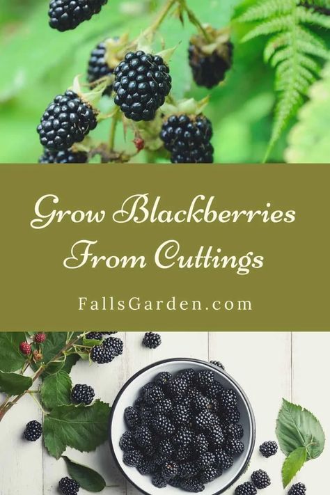 Rooting Blueberry Cuttings, Propagate Blackberries, Tennessee Gardening, Hillside Orchard, Grow Blackberries, Blackberry Trellis, Garden Berries, Selling Plants, Dirt Therapy