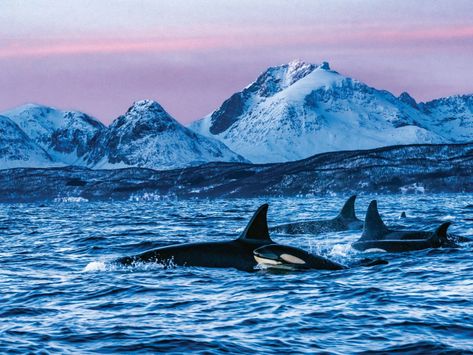 Ode to an Orca | Science | Smithsonian Magazine Orca Pod, Ocean Creatures, Killer Whales, Ocean Photography, Flora And Fauna, Snorkeling, Sunset Photography, Dolphins, Mammals